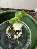 Alocasia Ninja Variegated (acclimated tissue culture)