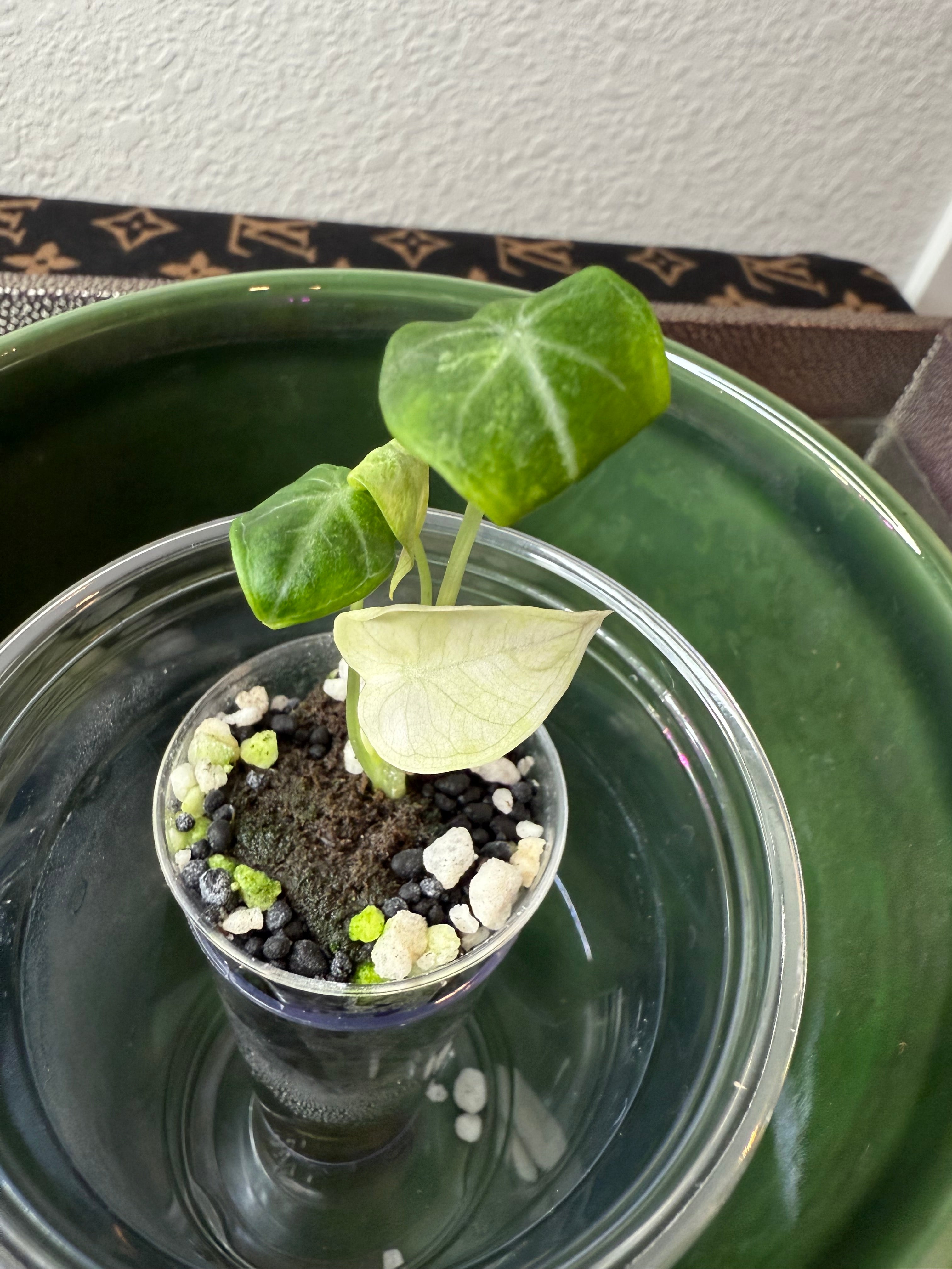 Alocasia Ninja Variegated (acclimated tissue culture)