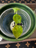 Alocasia Wentii Aurea (acclimated tissue culture)