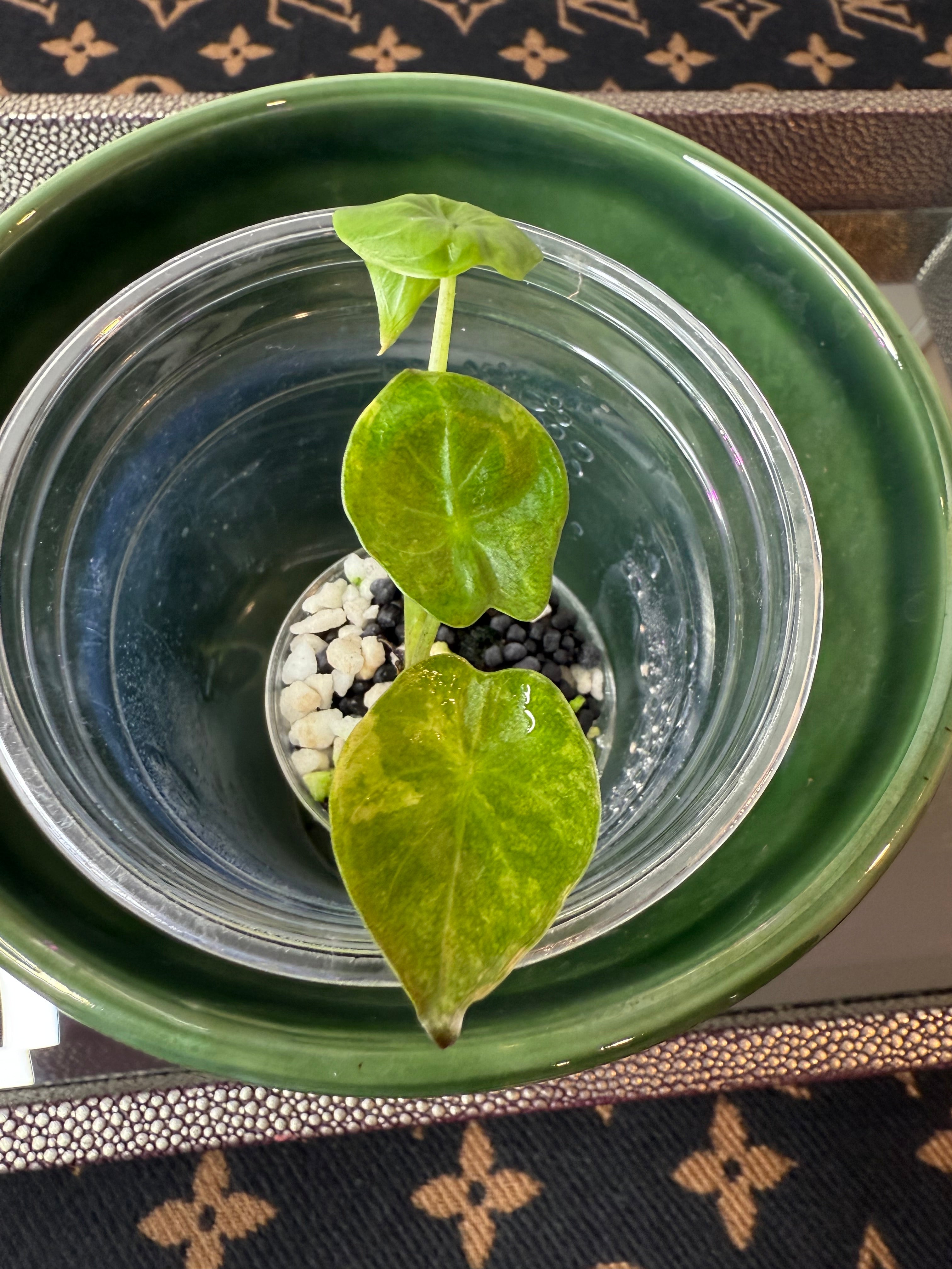 Alocasia Wentii Aurea (acclimated tissue culture)