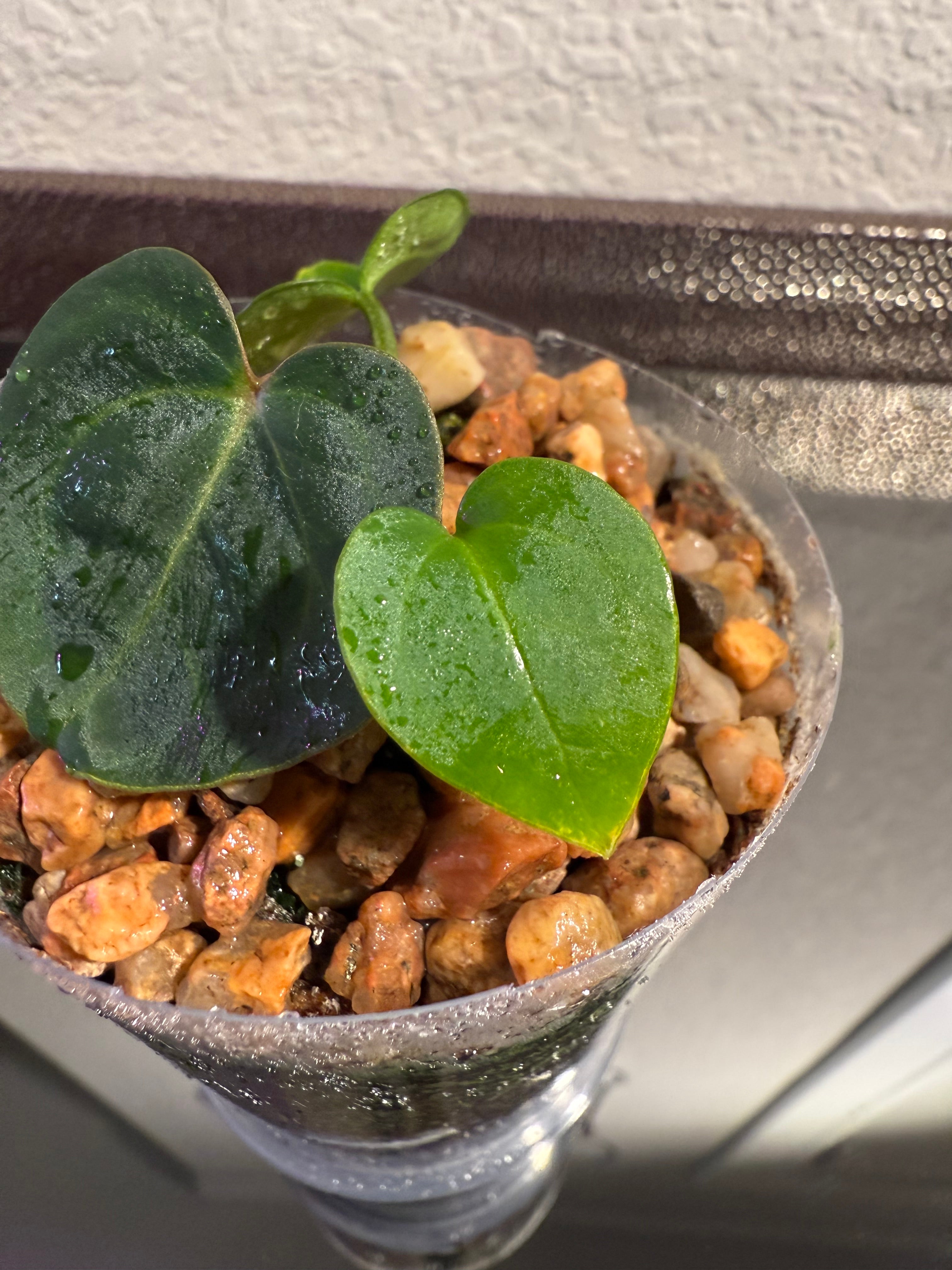 Anthurium NSE Red Crystal x Carlablackaie