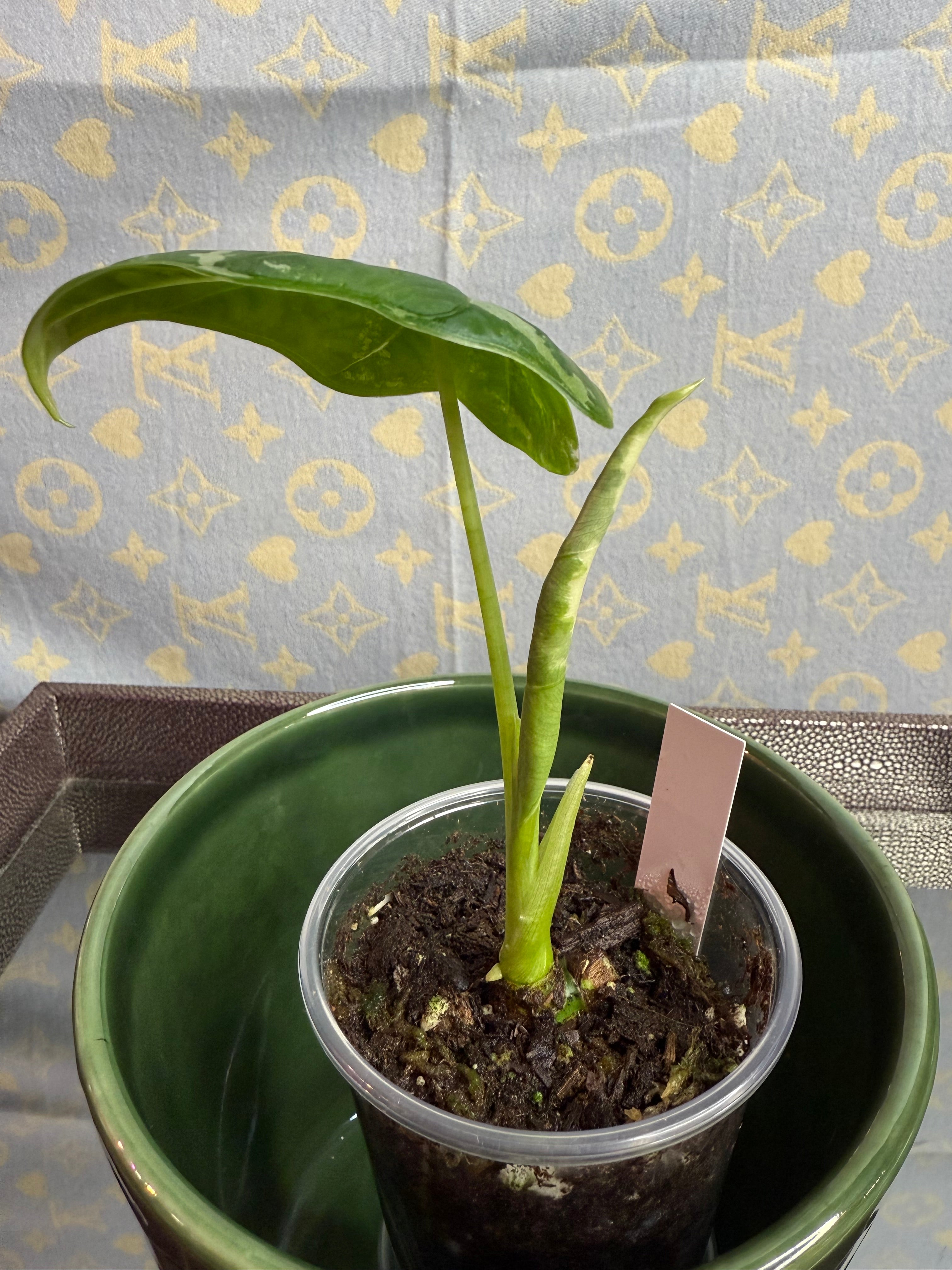 Alocasia Frydek Variegated