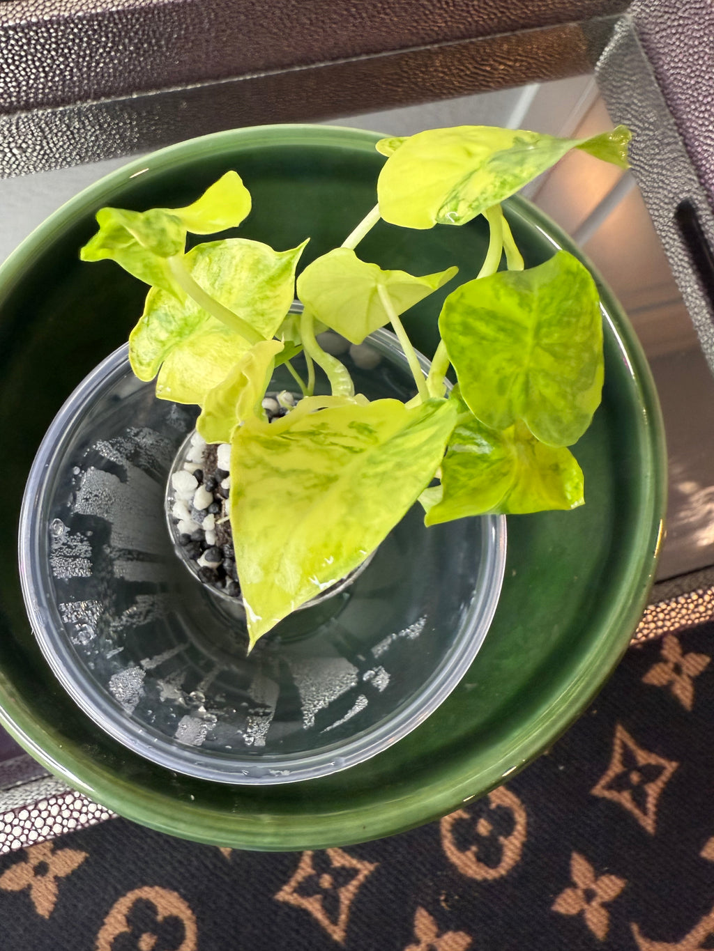 Alocasia Gageana Aurea Varigeated (acclimated tissue culture)