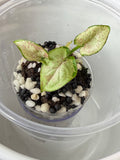 Syngonium
Milk Confetti (acclimated tissue culture)