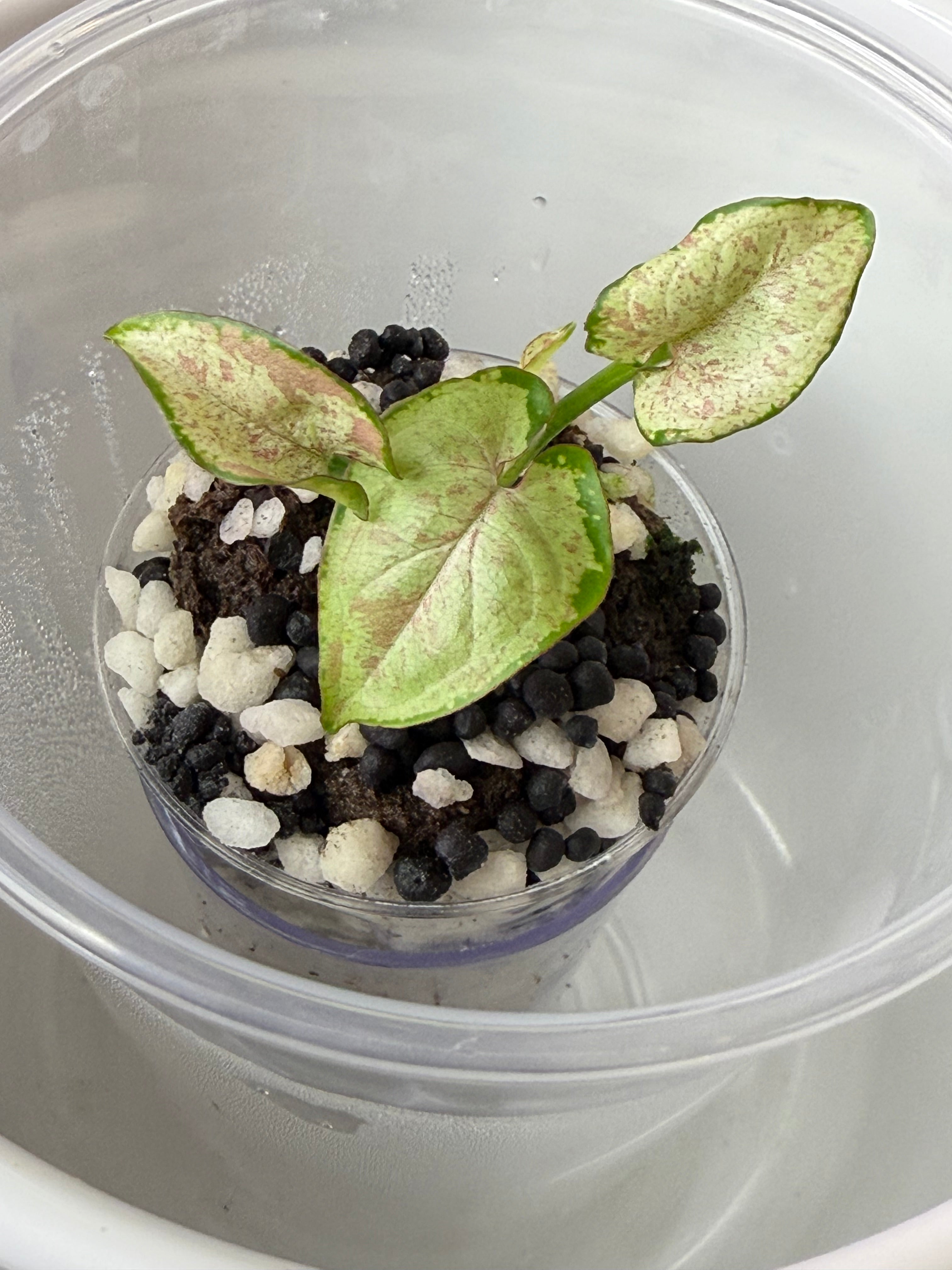 Syngonium
Milk Confetti (acclimated tissue culture)