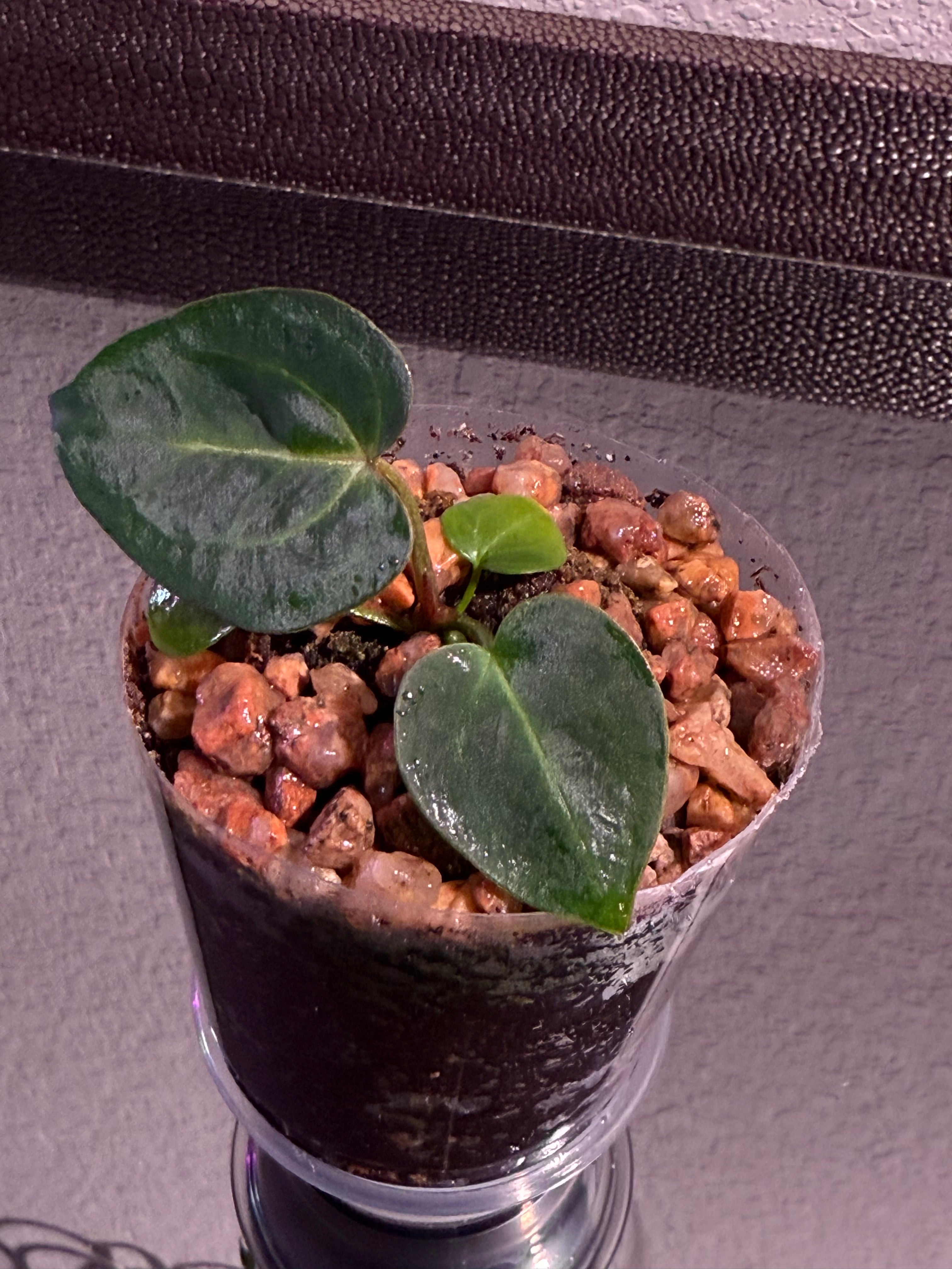 Anthurium NSE Red Crystal x Carlablackaie