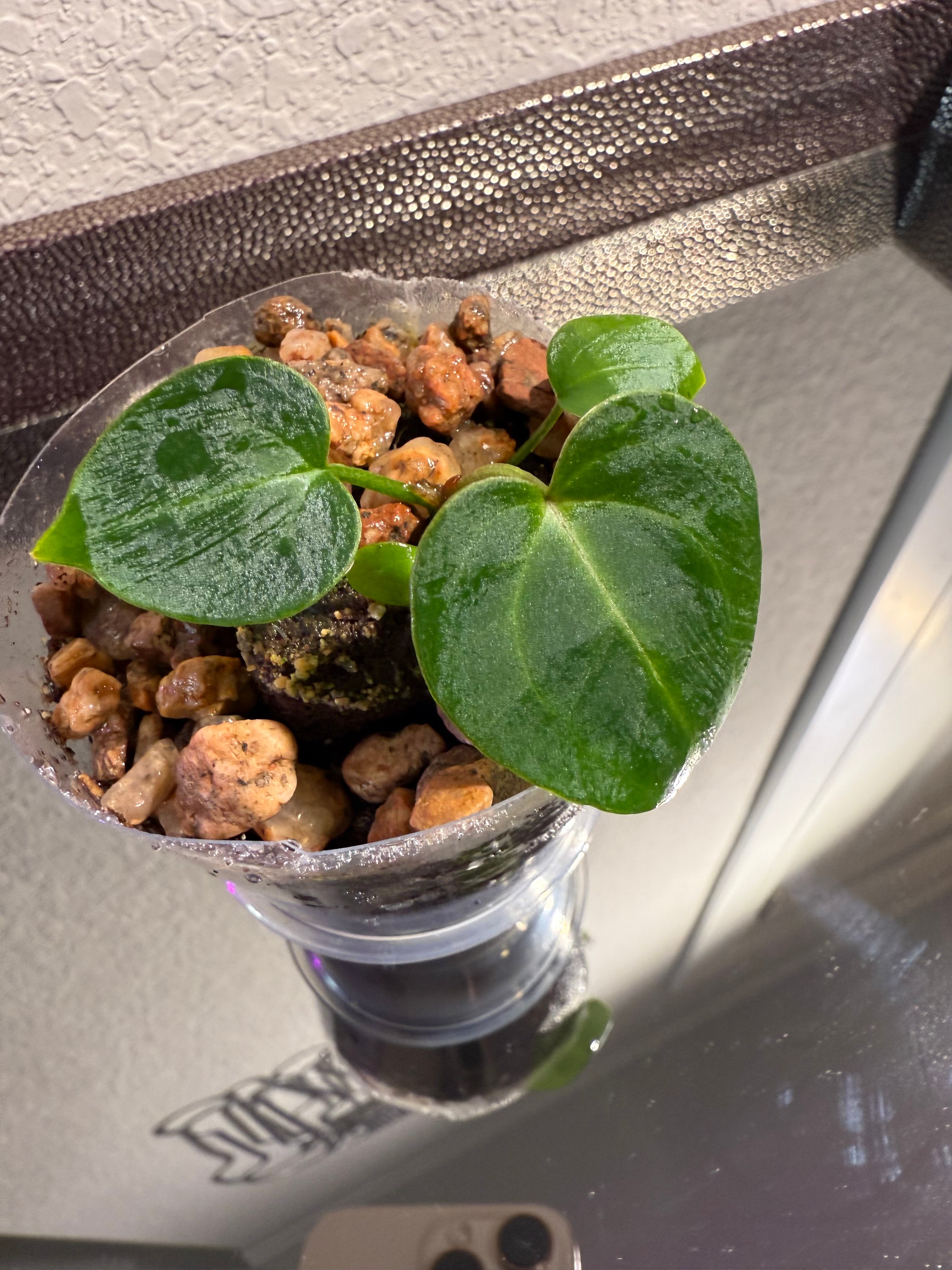 Anthurium NSE Red Crystal x Carlablackaie