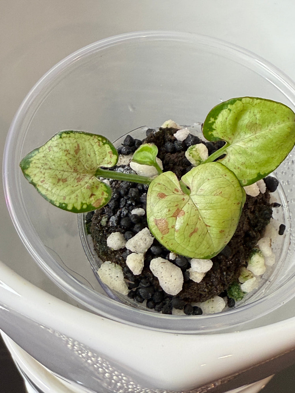 Syngonium
Milk Confetti (acclimated tissue culture)