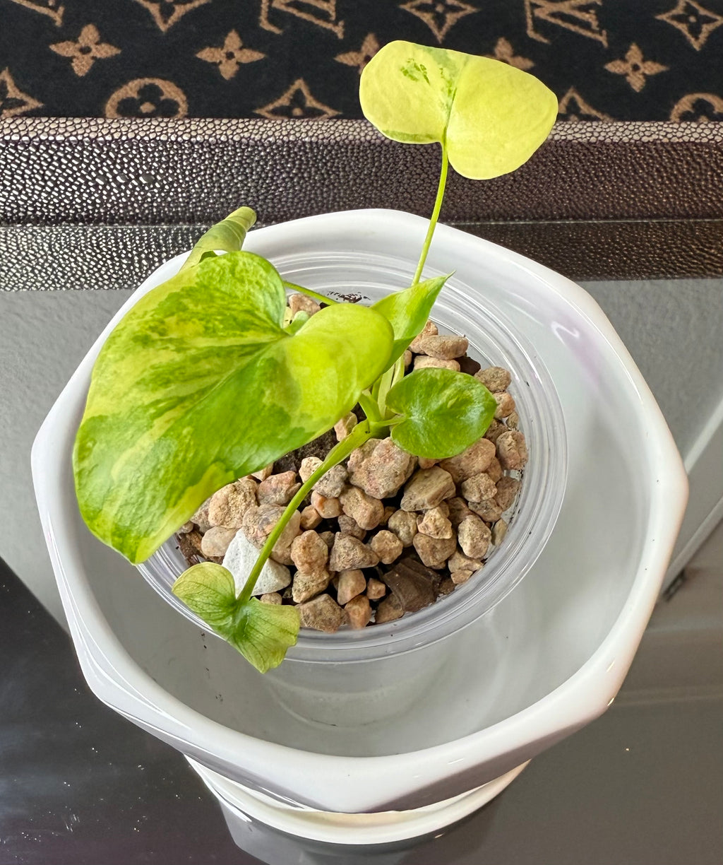 Philodendron Bipinnatifidum Aurea (acclimated tissue culture)