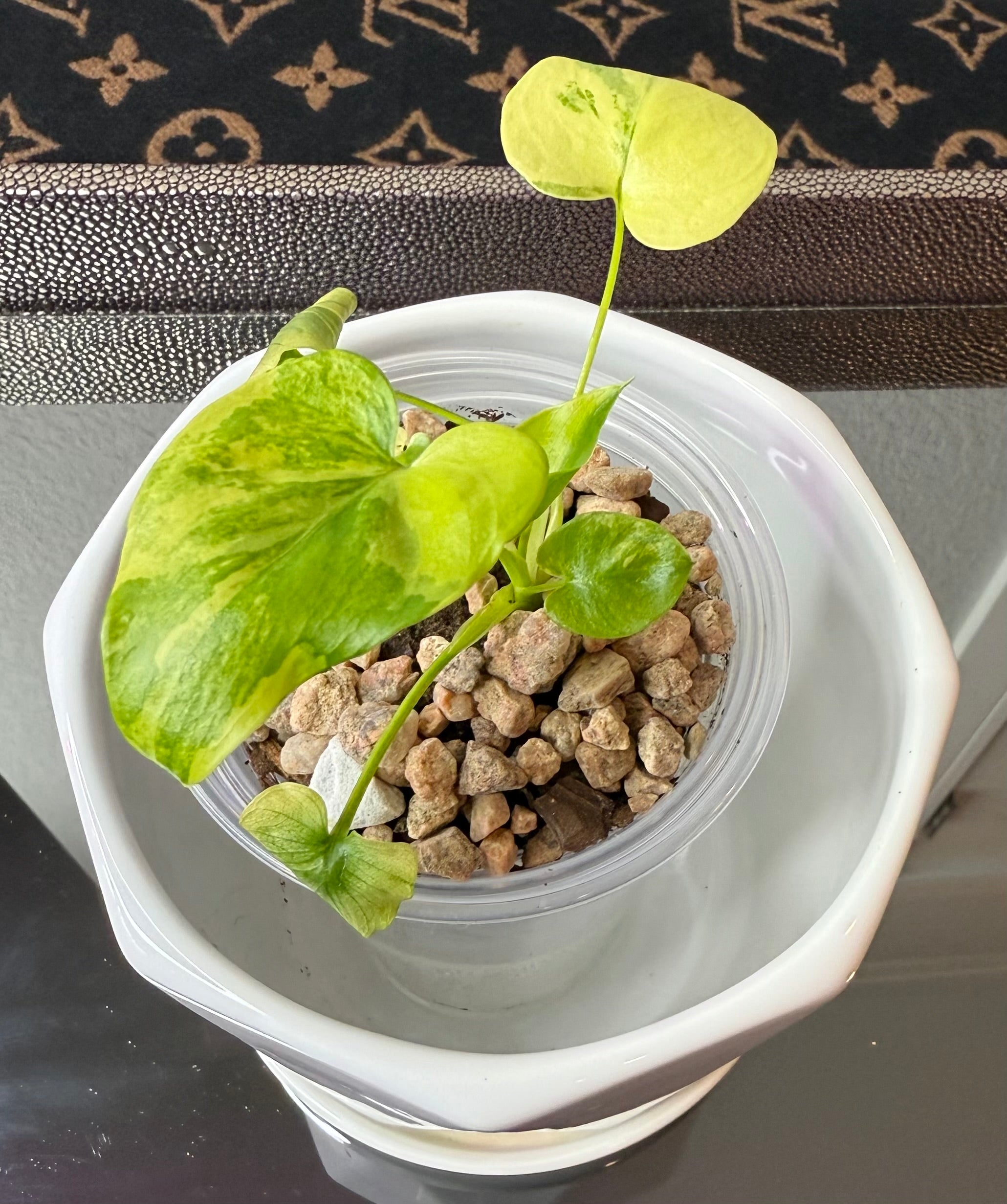 Philodendron Bipinnatifidum Aurea (acclimated tissue culture)
