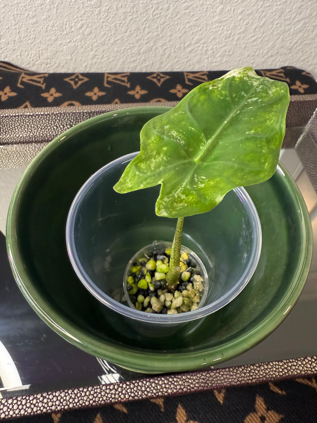 Alocasia Longiloba Albo Variegated