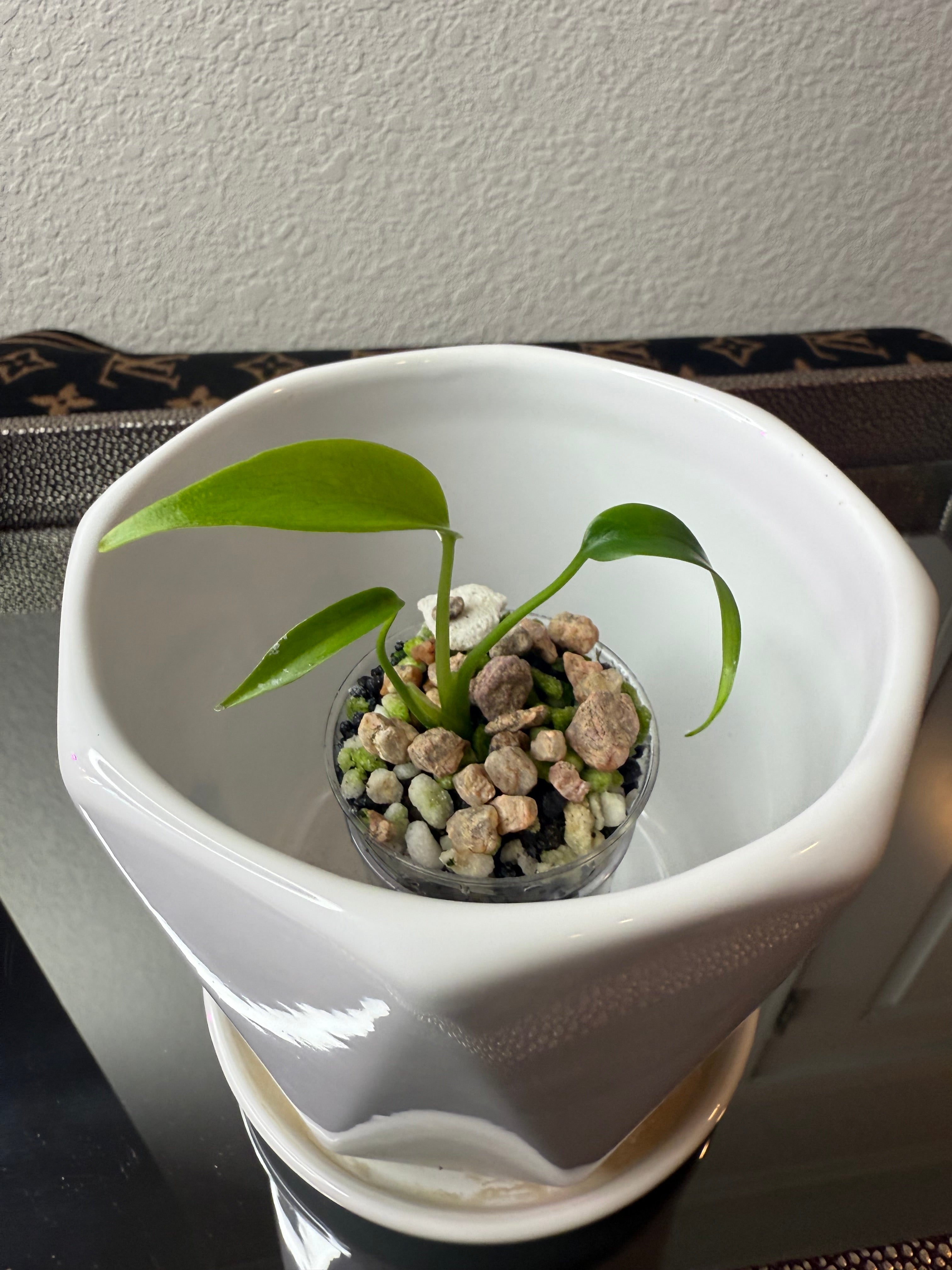 Monstera Burle Marx Flame (acclimated tissue culture)