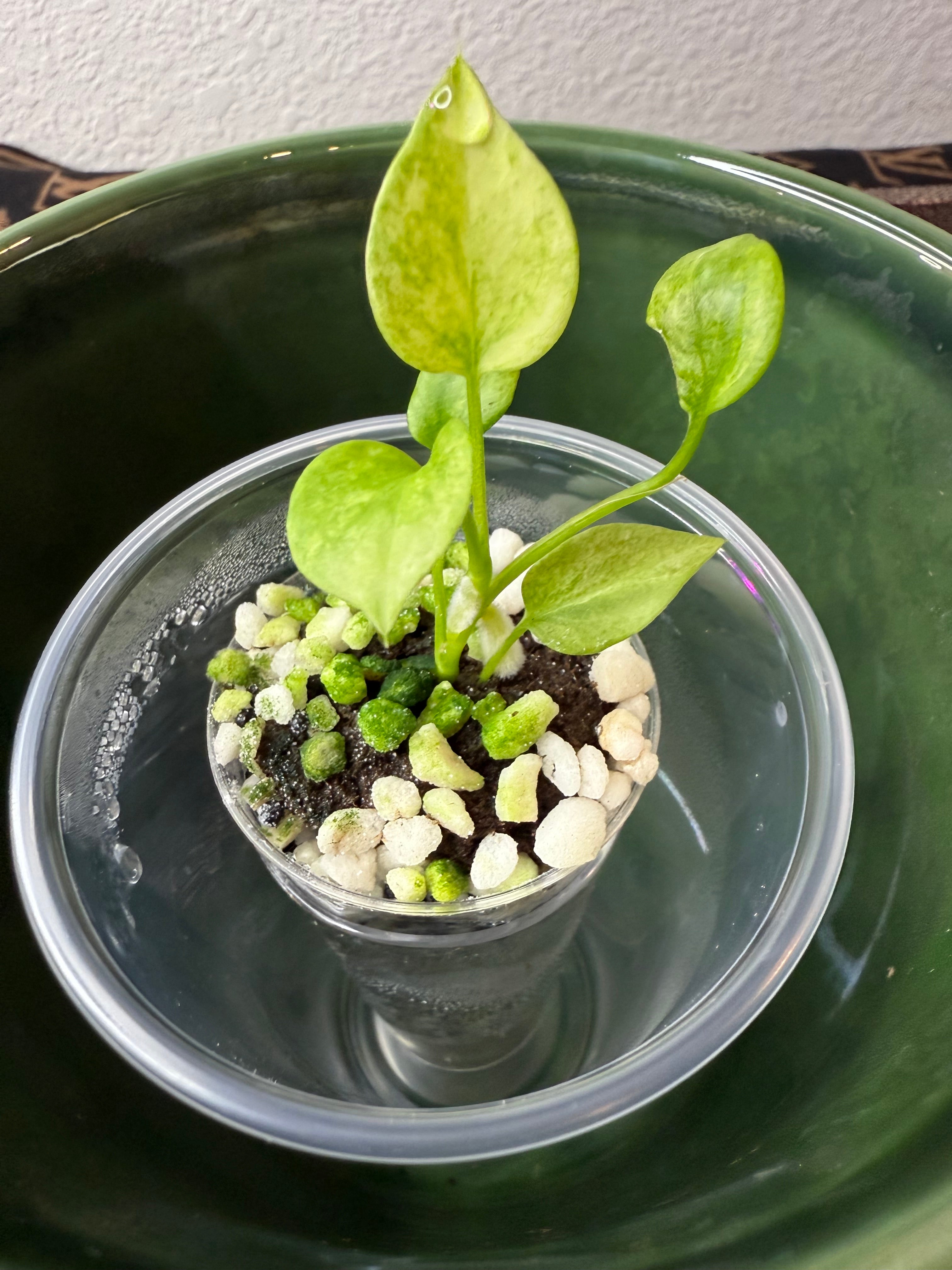 Anthurium Vittarifolium Variegated (acclimated tissue culture)