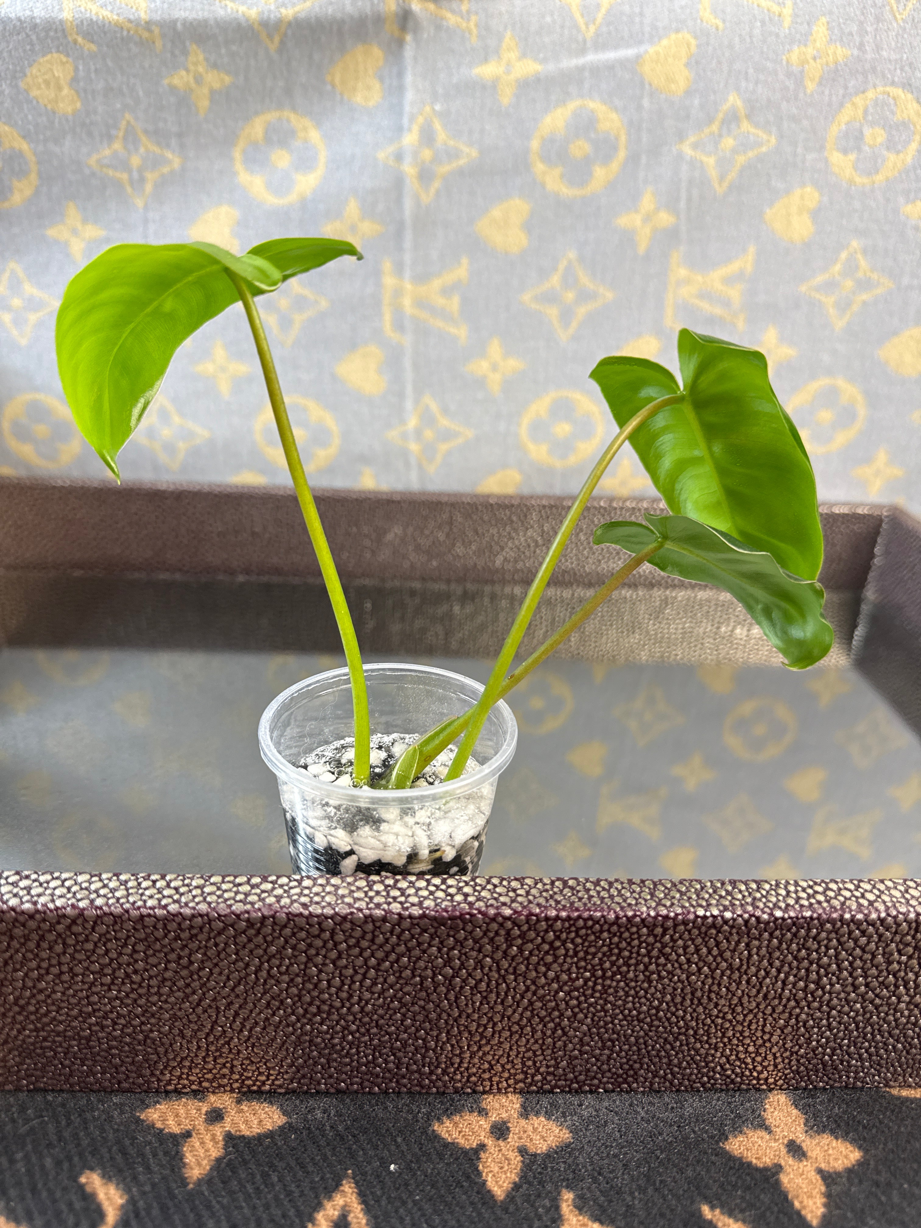 Philodendron Burle Marx rooted cutting