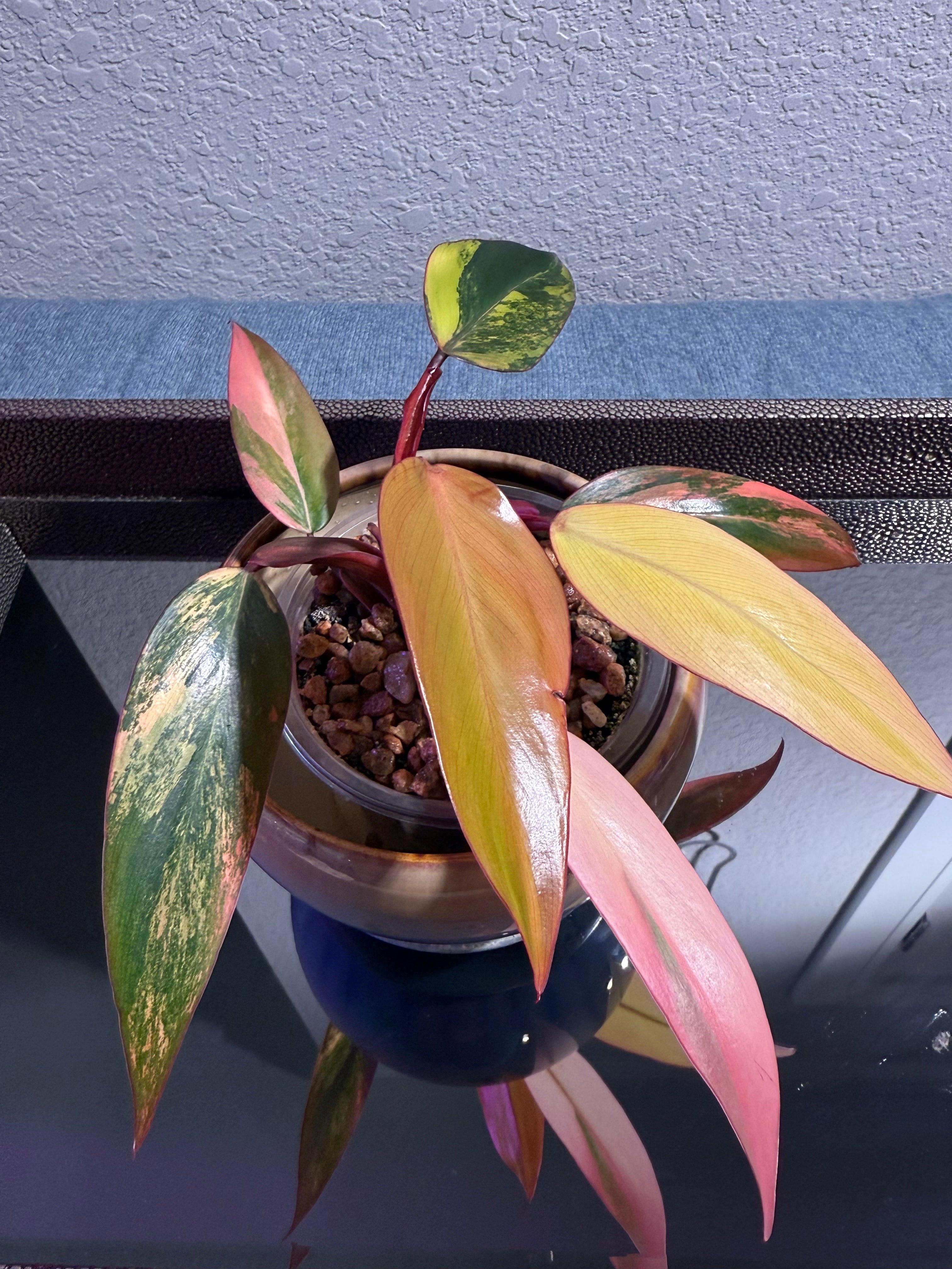 Philodendron Strawberry Shake Variegated