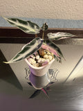 Alocasia Bambino Pink Variegated