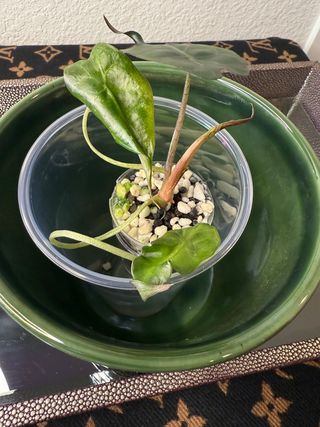 Alocasia Venom (acclimated tissue culture)