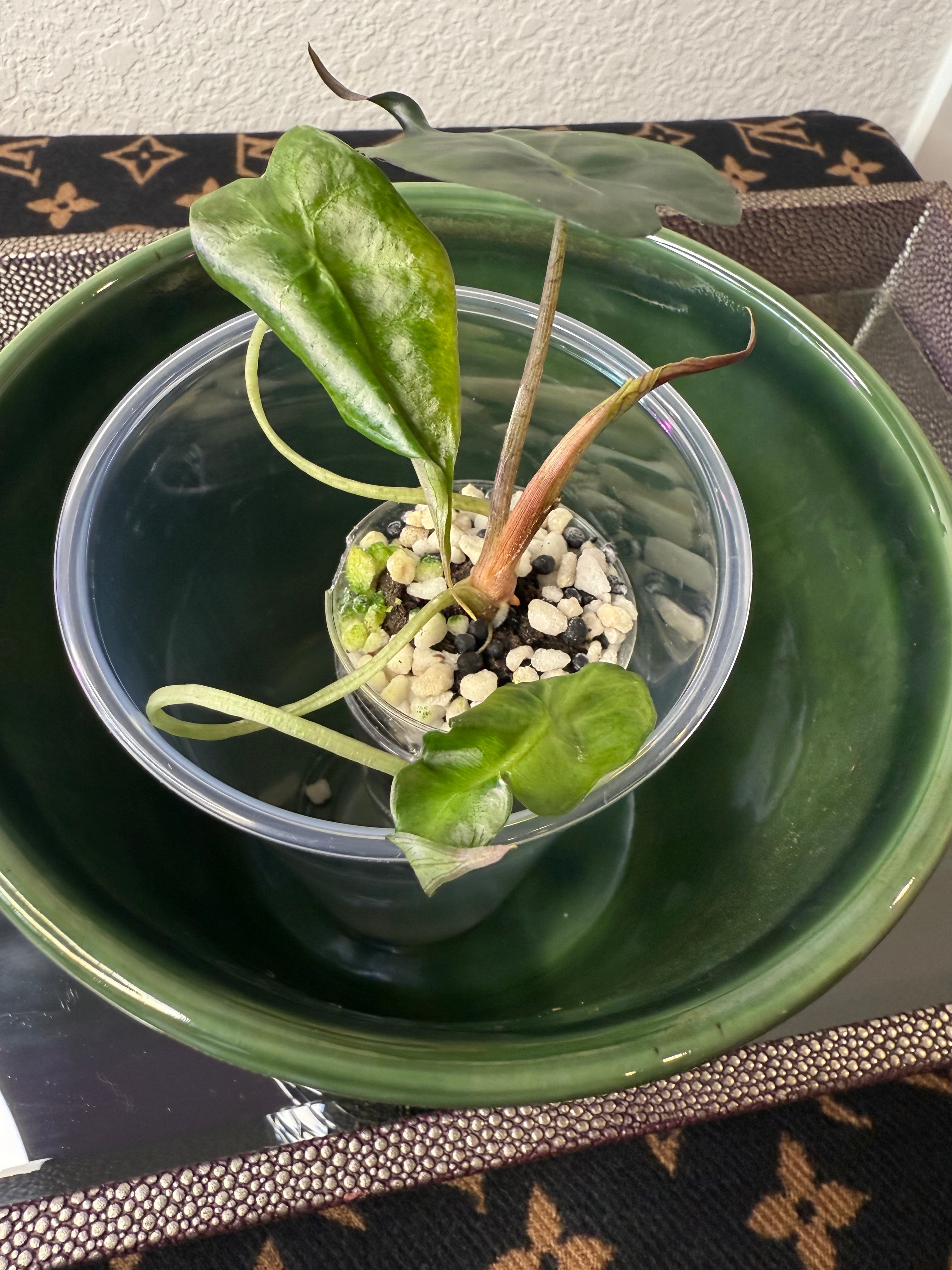 Alocasia Venom (acclimated tissue culture)