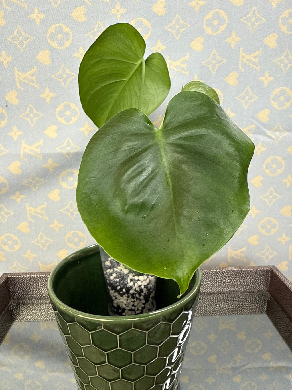 Monstera Deliciosa