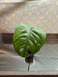 Monstera Adansonii cutting