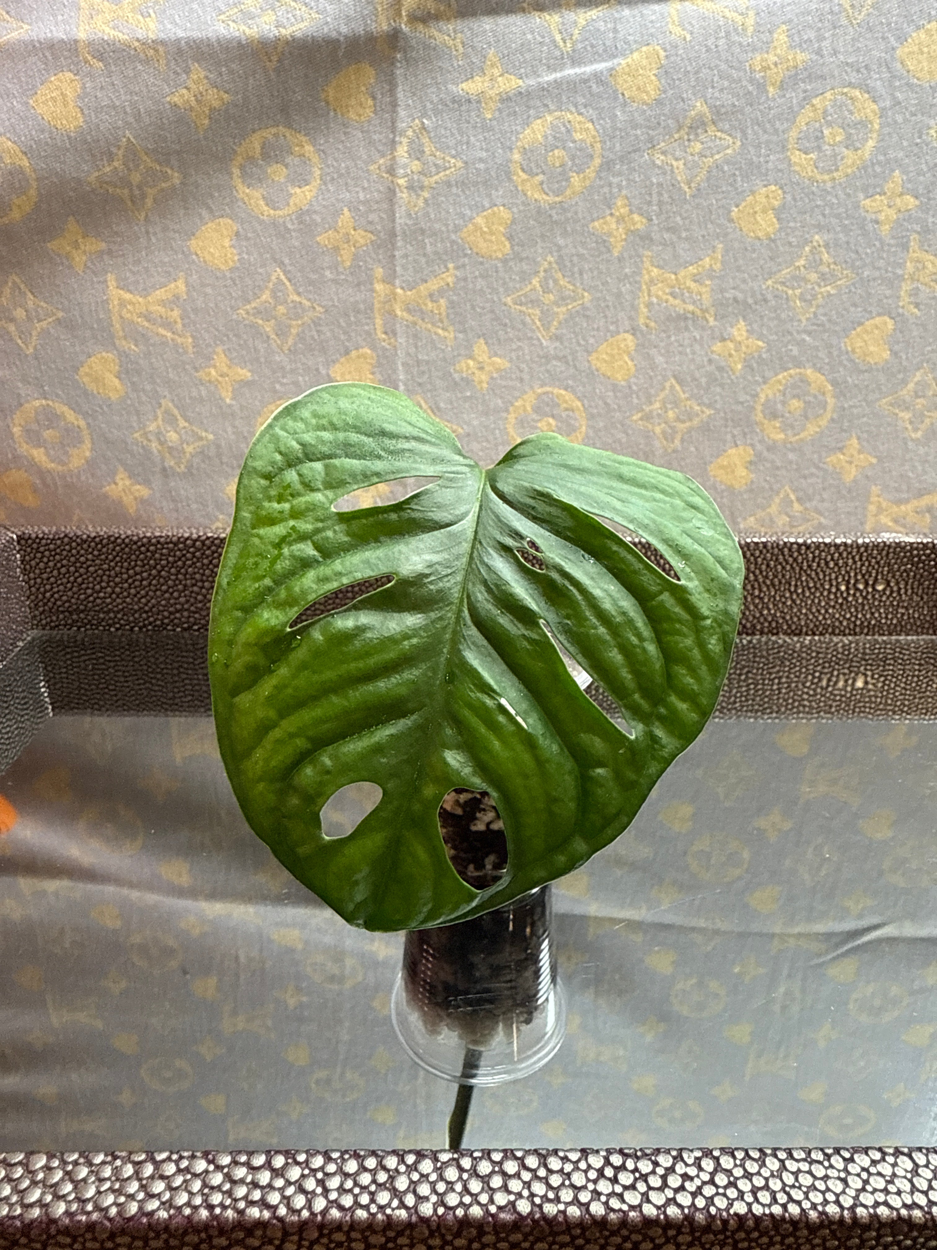 Monstera Adansonii cutting