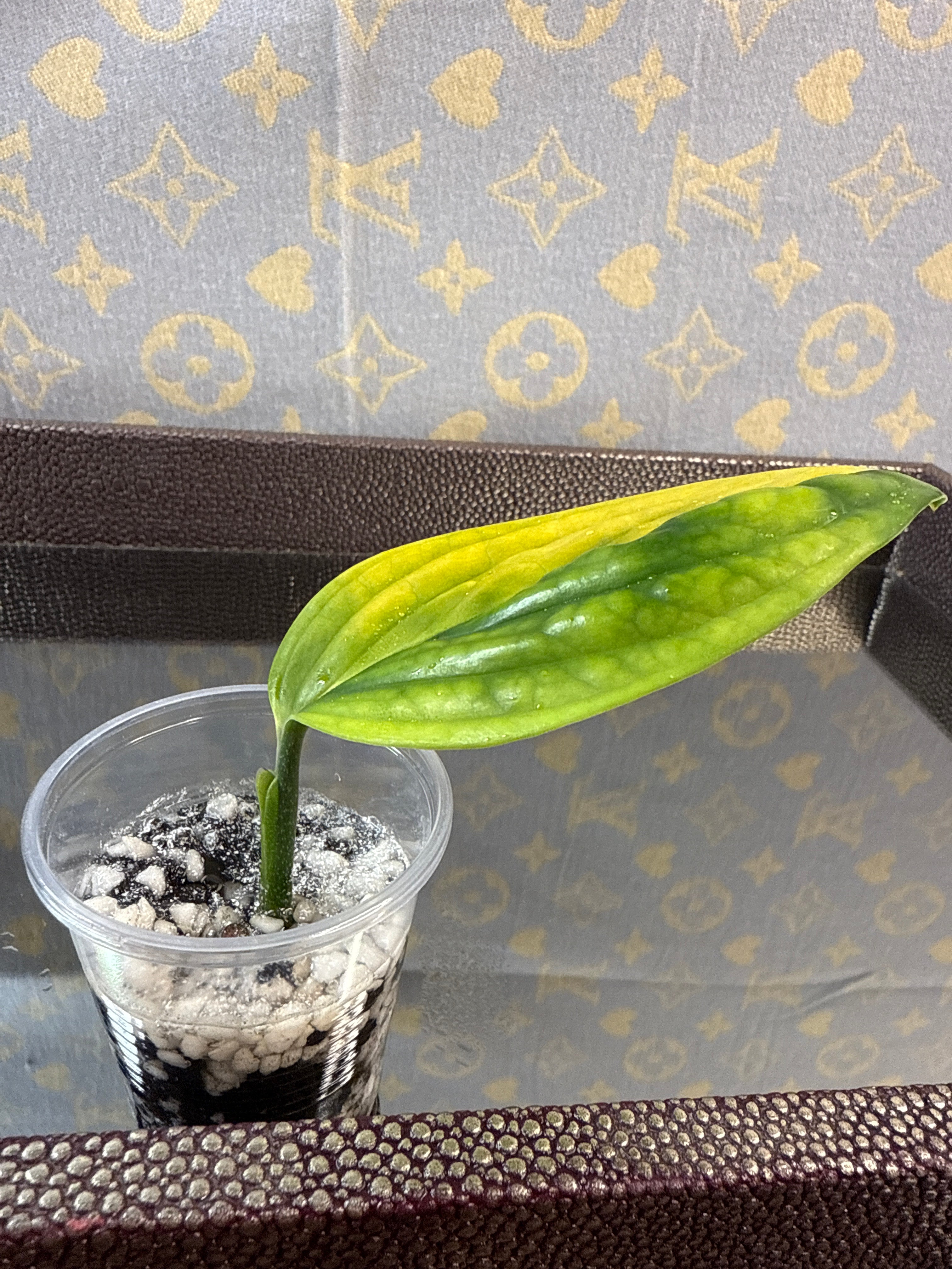 Monstera Peru Variegated rooted cutting