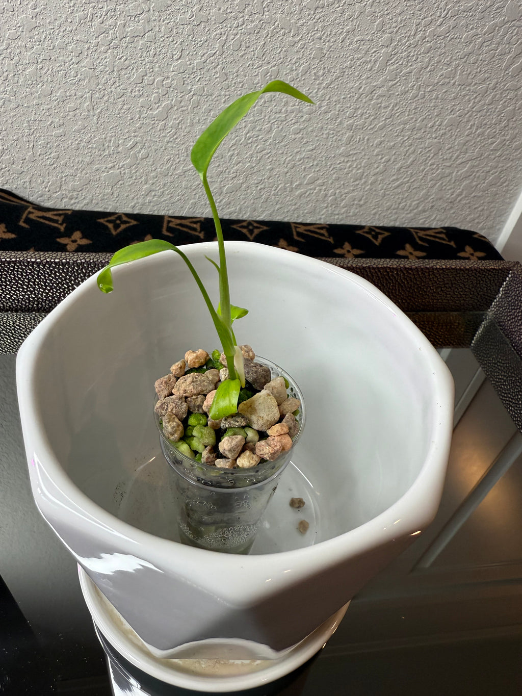 Monstera Burle Marx Flame (acclimated tissue culture)