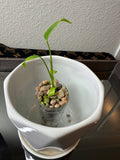 Monstera Burle Marx Flame (acclimated tissue culture)
