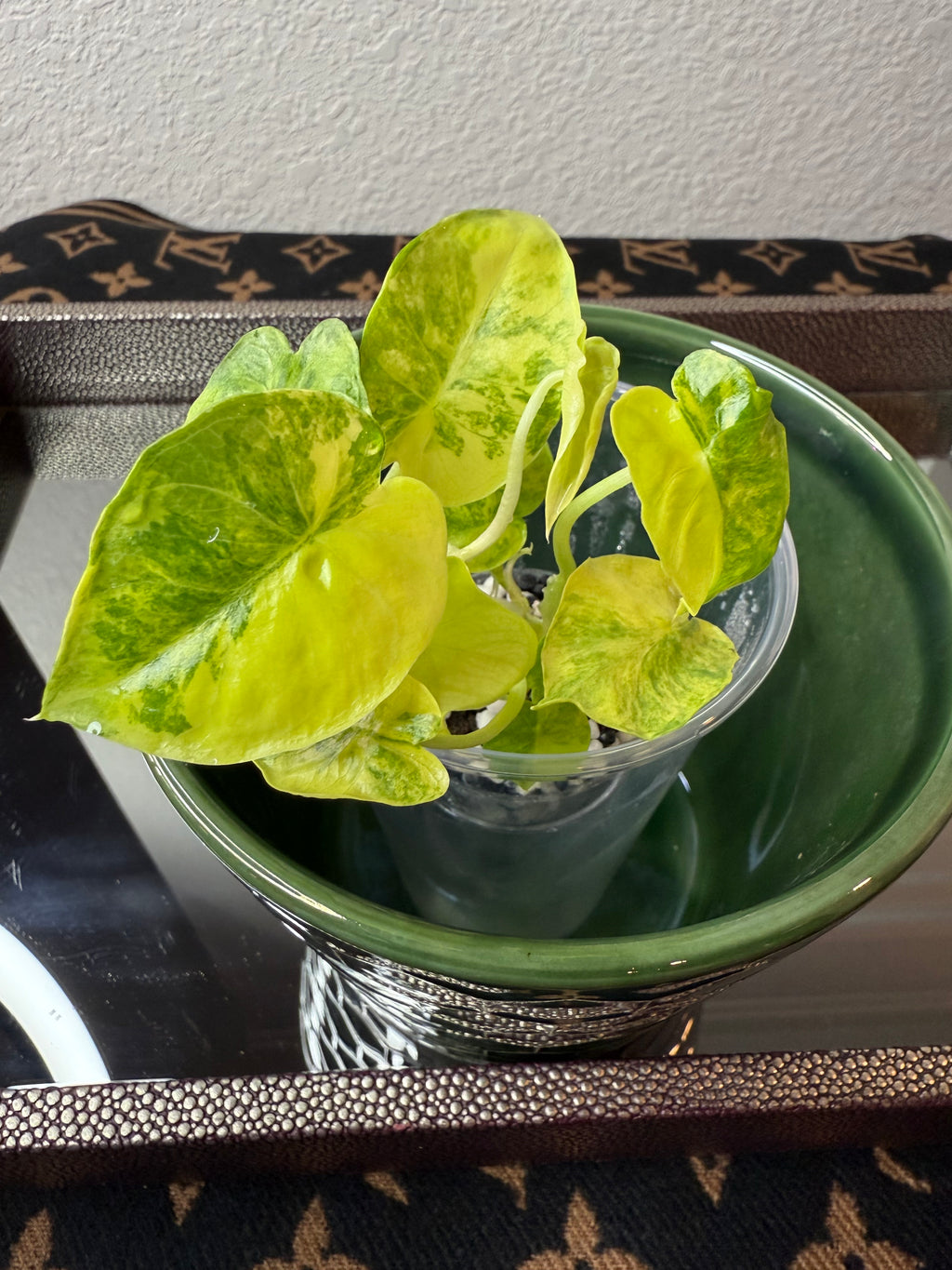 Alocasia Gageana Aurea Varigeated (acclimated tissue culture)