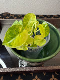 Alocasia Gageana Aurea Varigeated (acclimated tissue culture)