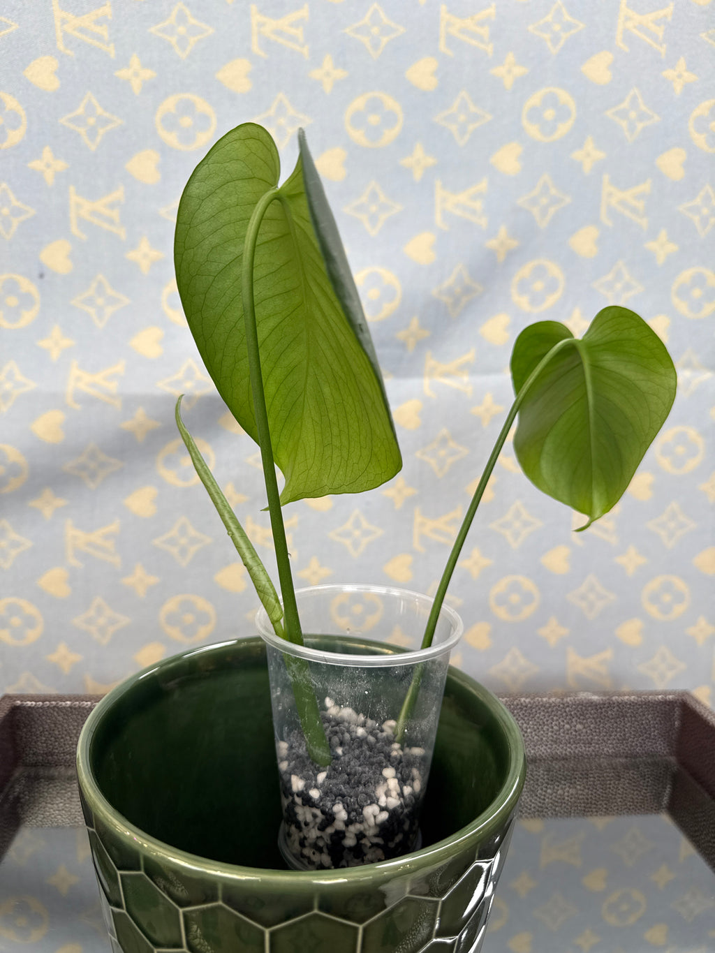 Monstera Deliciosa