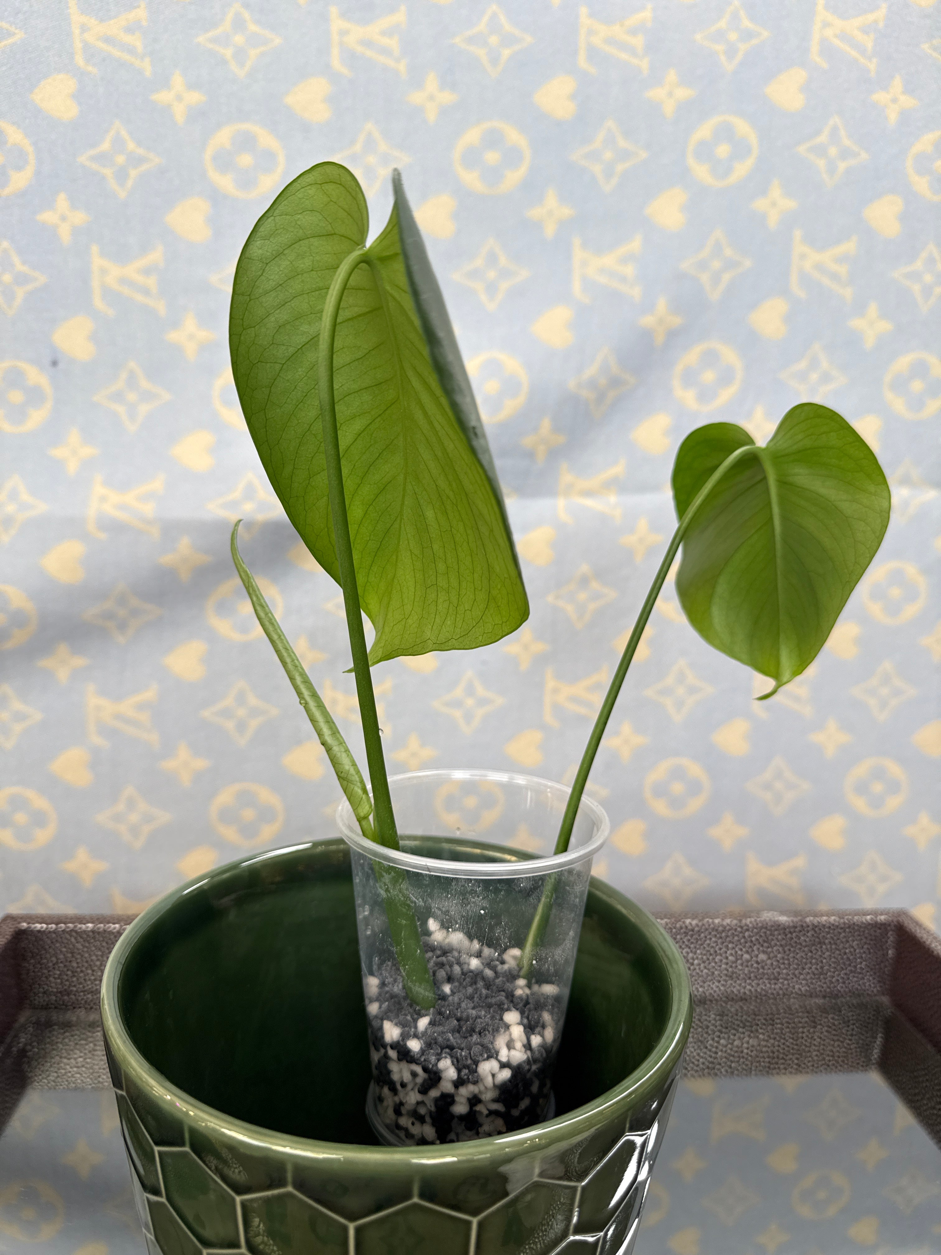 Monstera Deliciosa