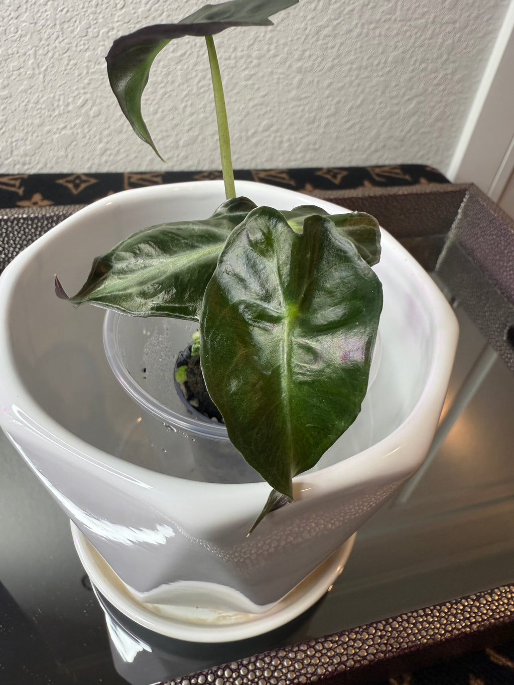 Alocasia Venom (acclimated tissue culture)