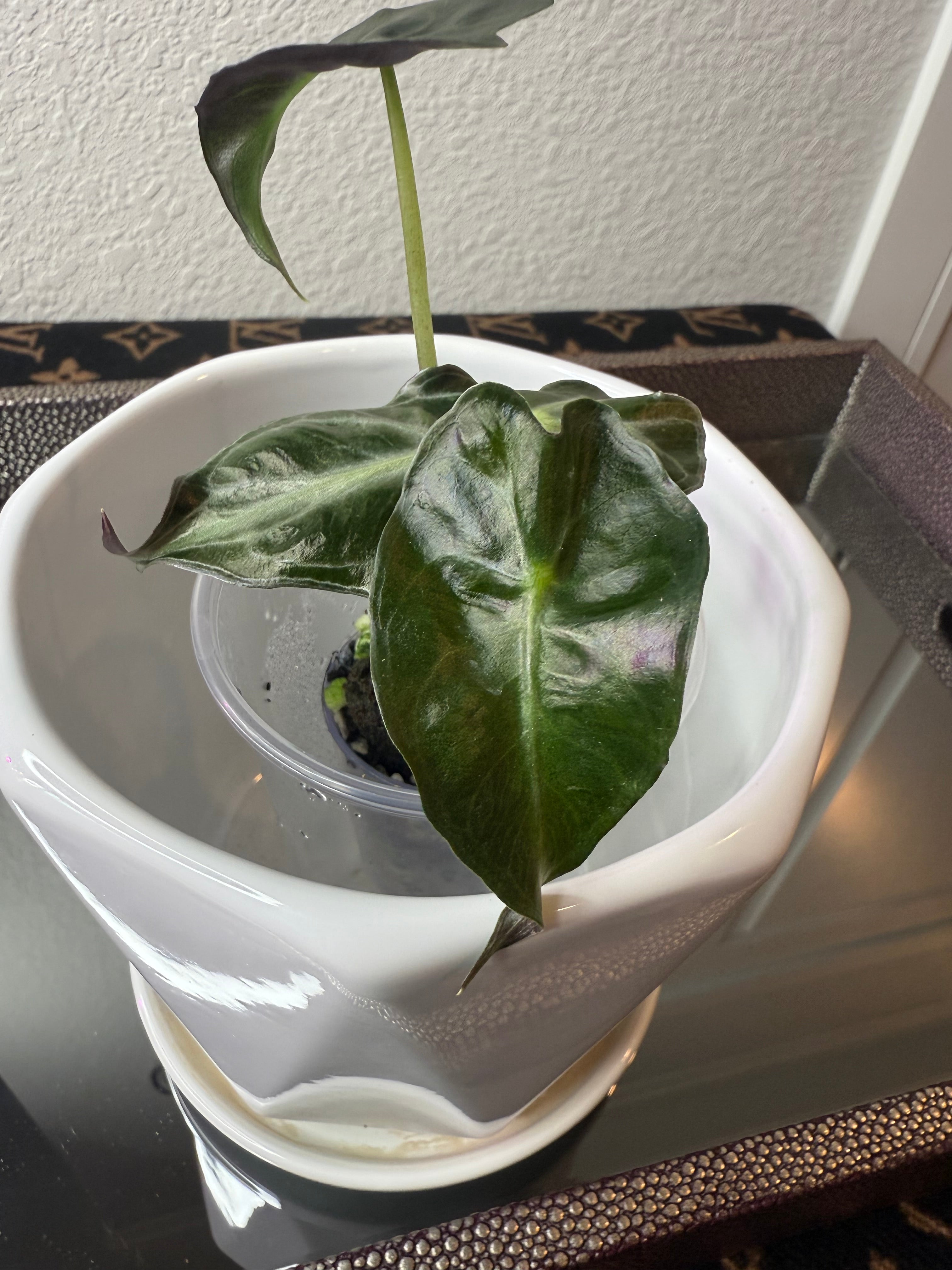 Alocasia Venom (acclimated tissue culture)