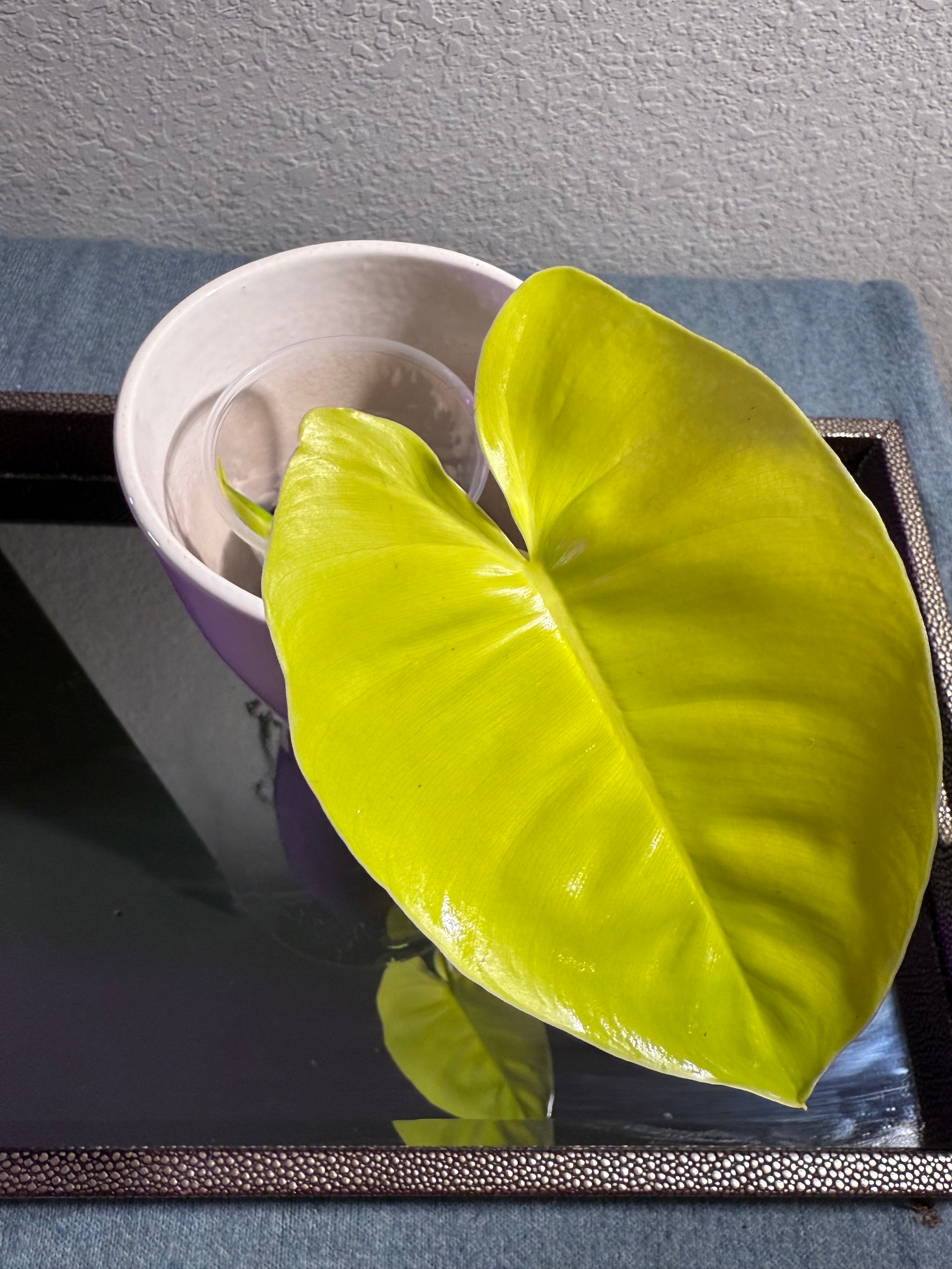 Philodendron Burle Marx Variegated