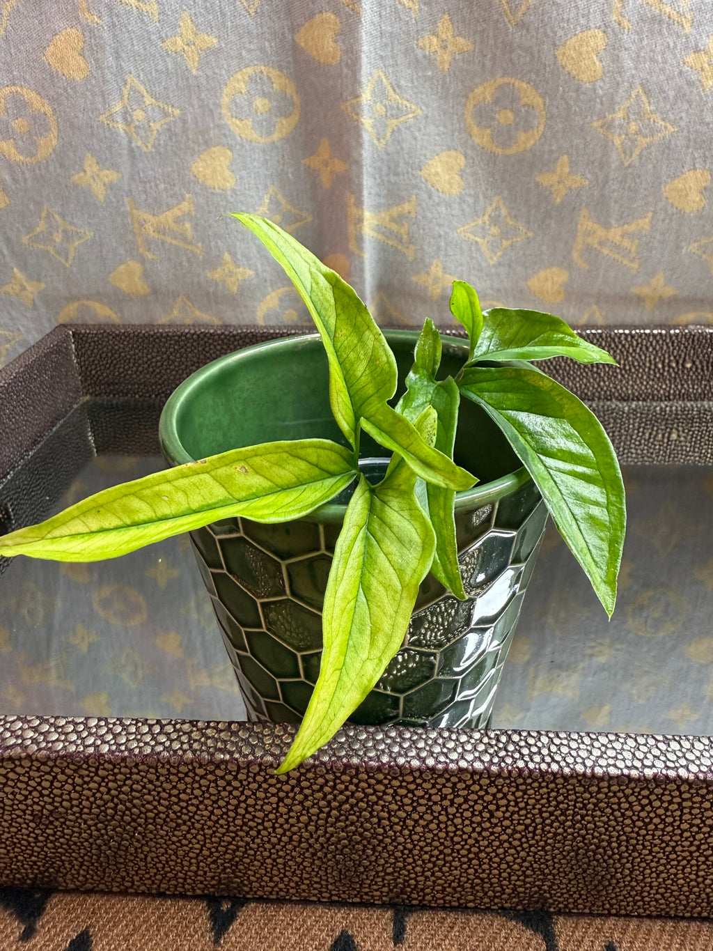 Syngonium Angustatum Variegated cutting