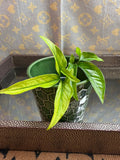 Syngonium Angustatum Variegated cutting