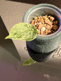 Scindapsus Peasun Variegated