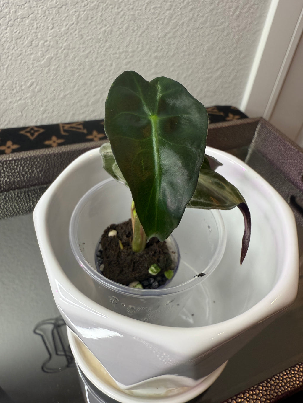 Alocasia Venom (acclimated tissue culture)