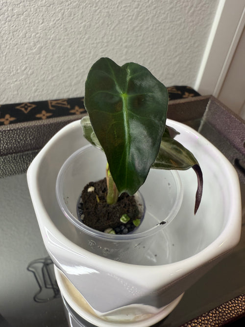 Alocasia Venom (acclimated tissue culture)