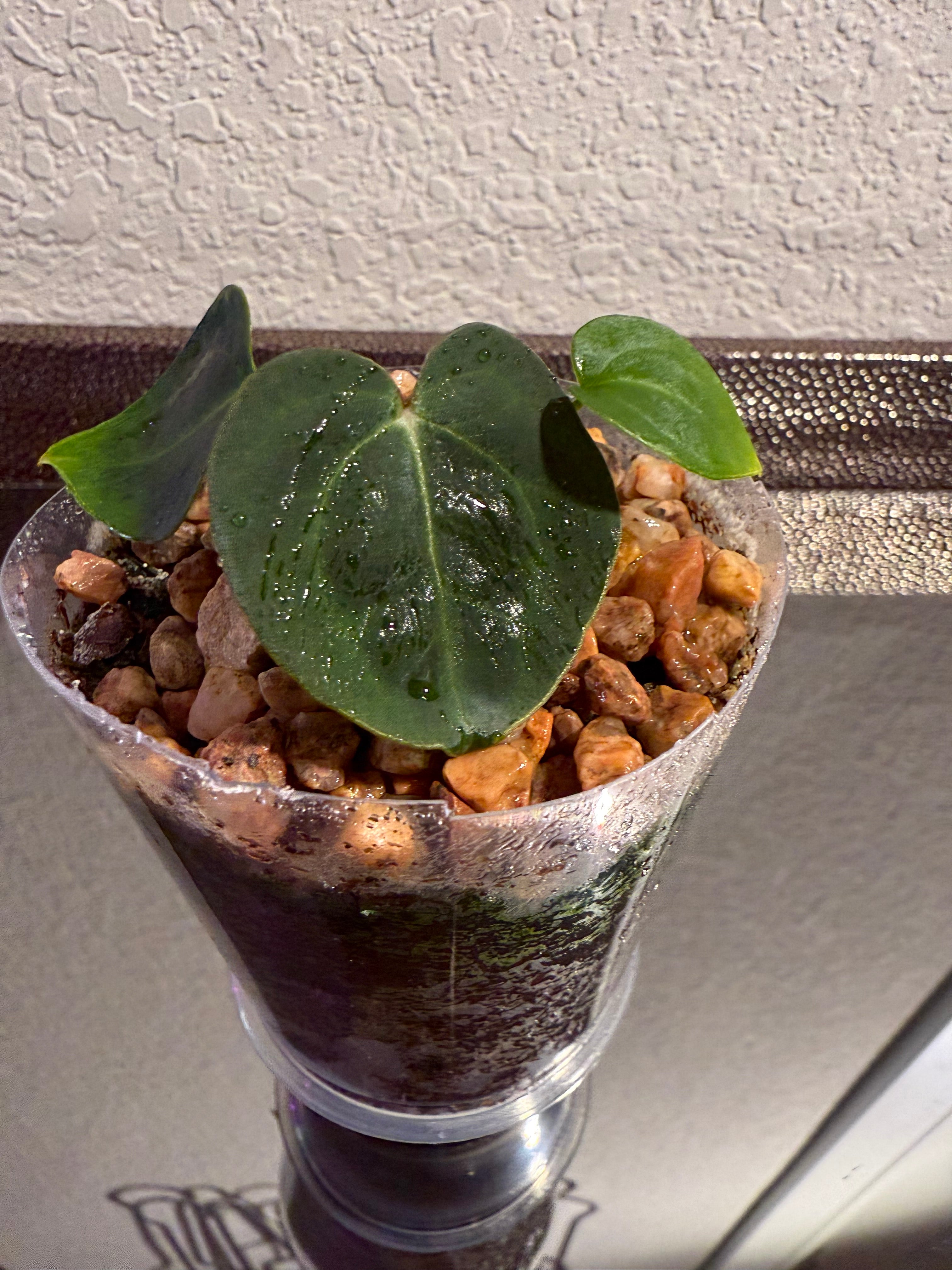 Anthurium NSE Red Crystal x Carlablackaie