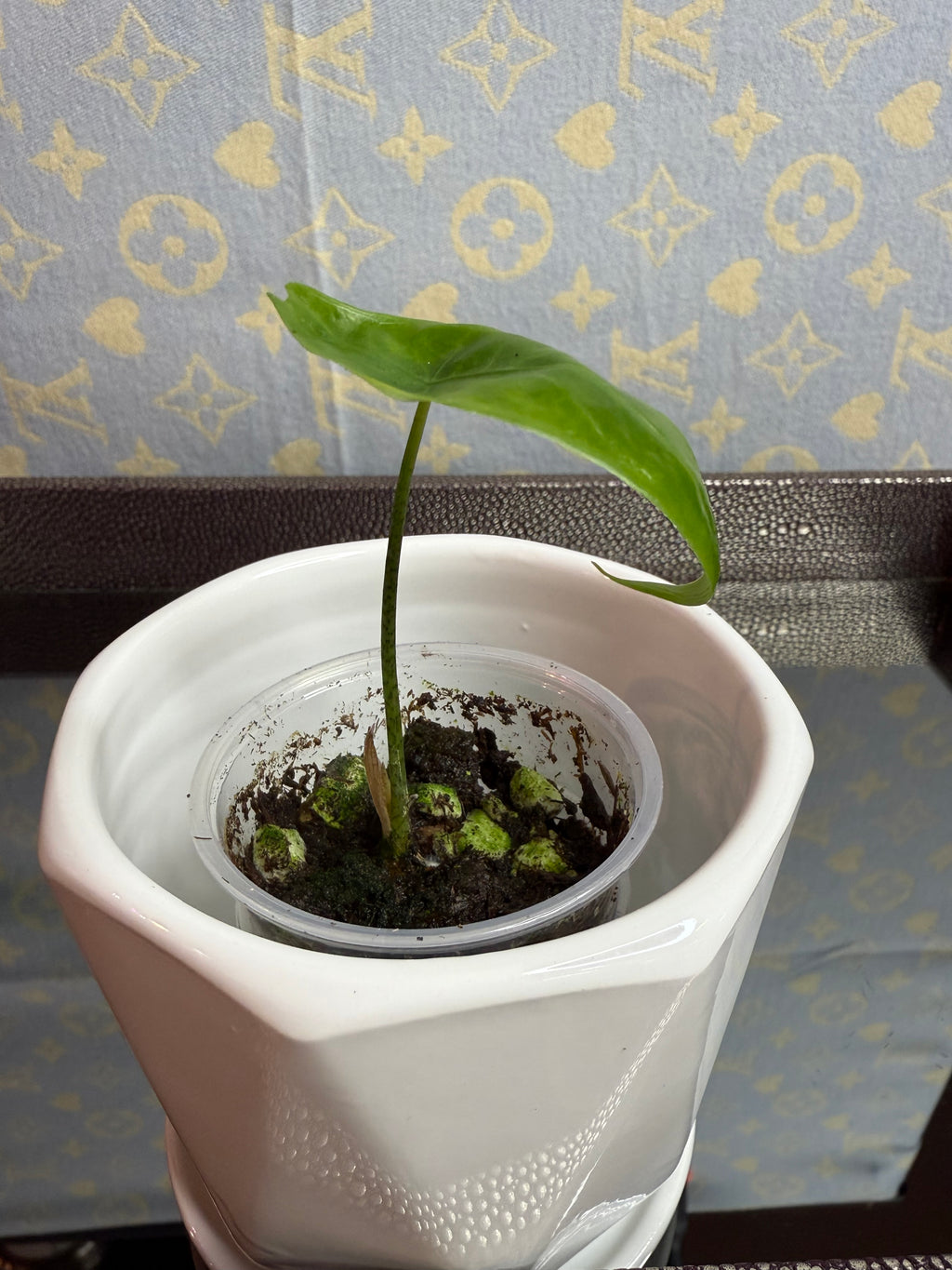 Alocasia Longiloba (corm grown)