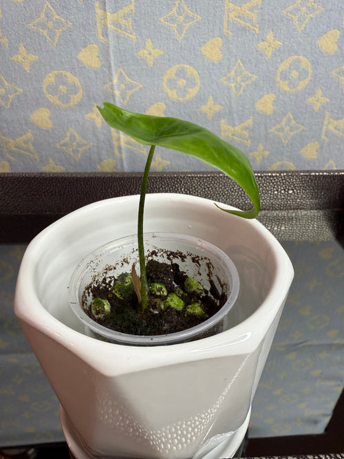 Alocasia Longiloba (corm grown)
