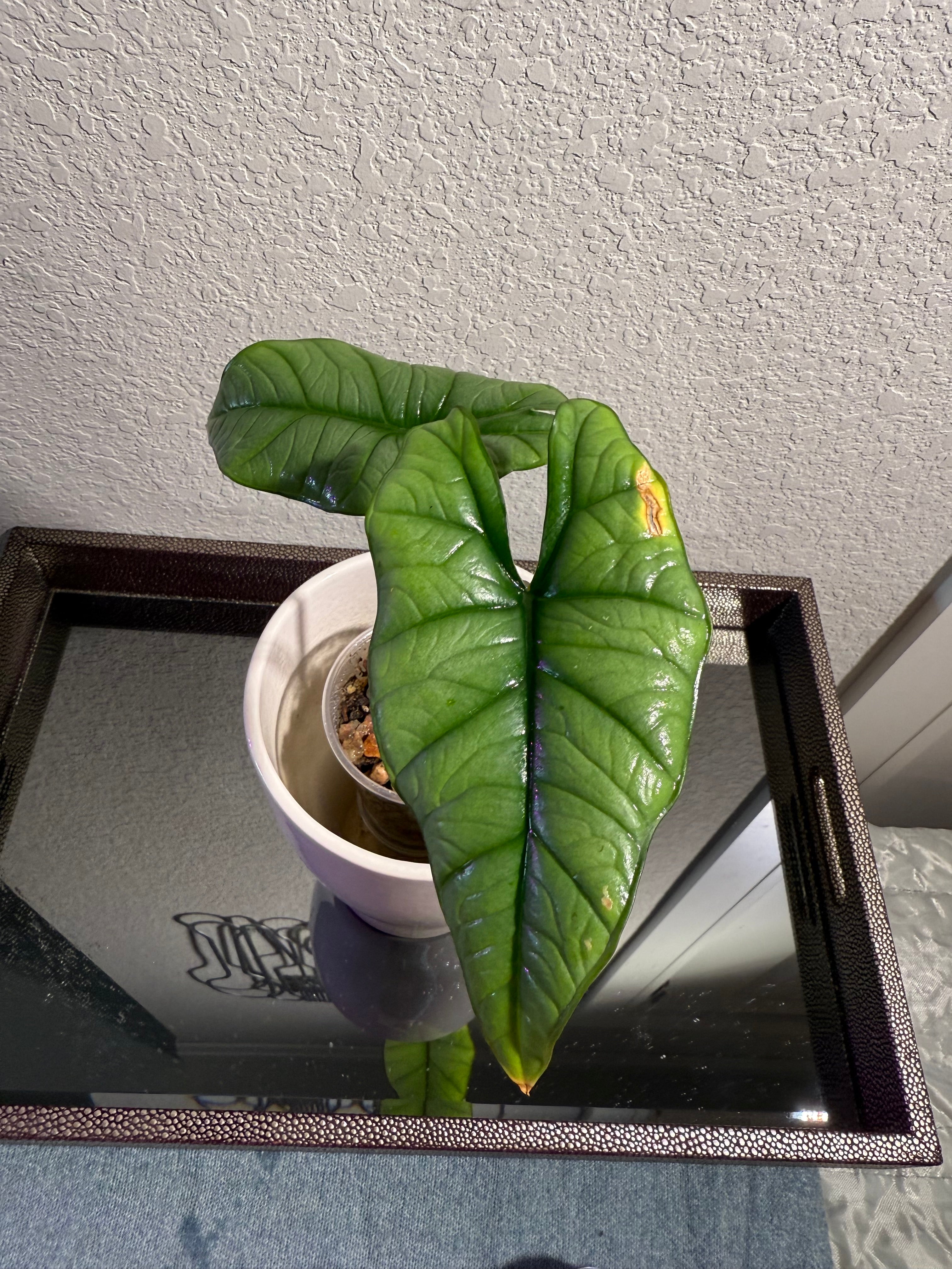 Alocasia Bisma