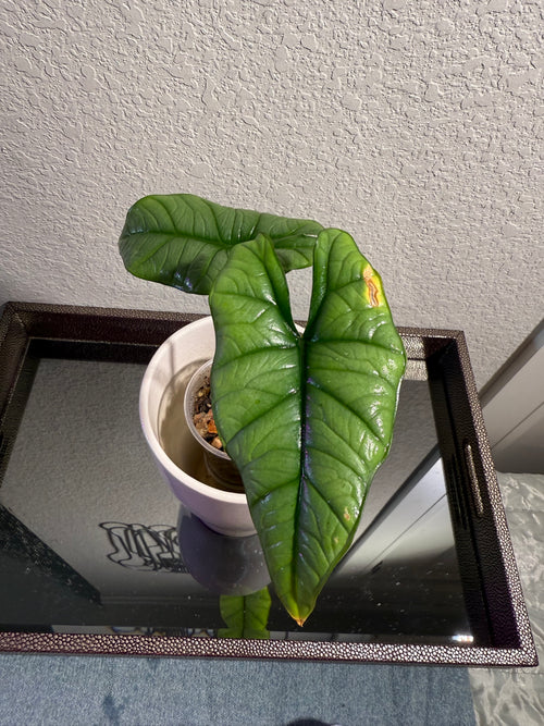 Alocasia Bisma