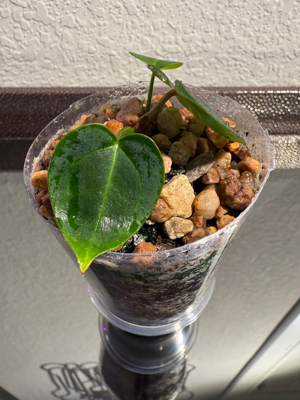 Anthurium NSE Red Crystal x Carlablackaie