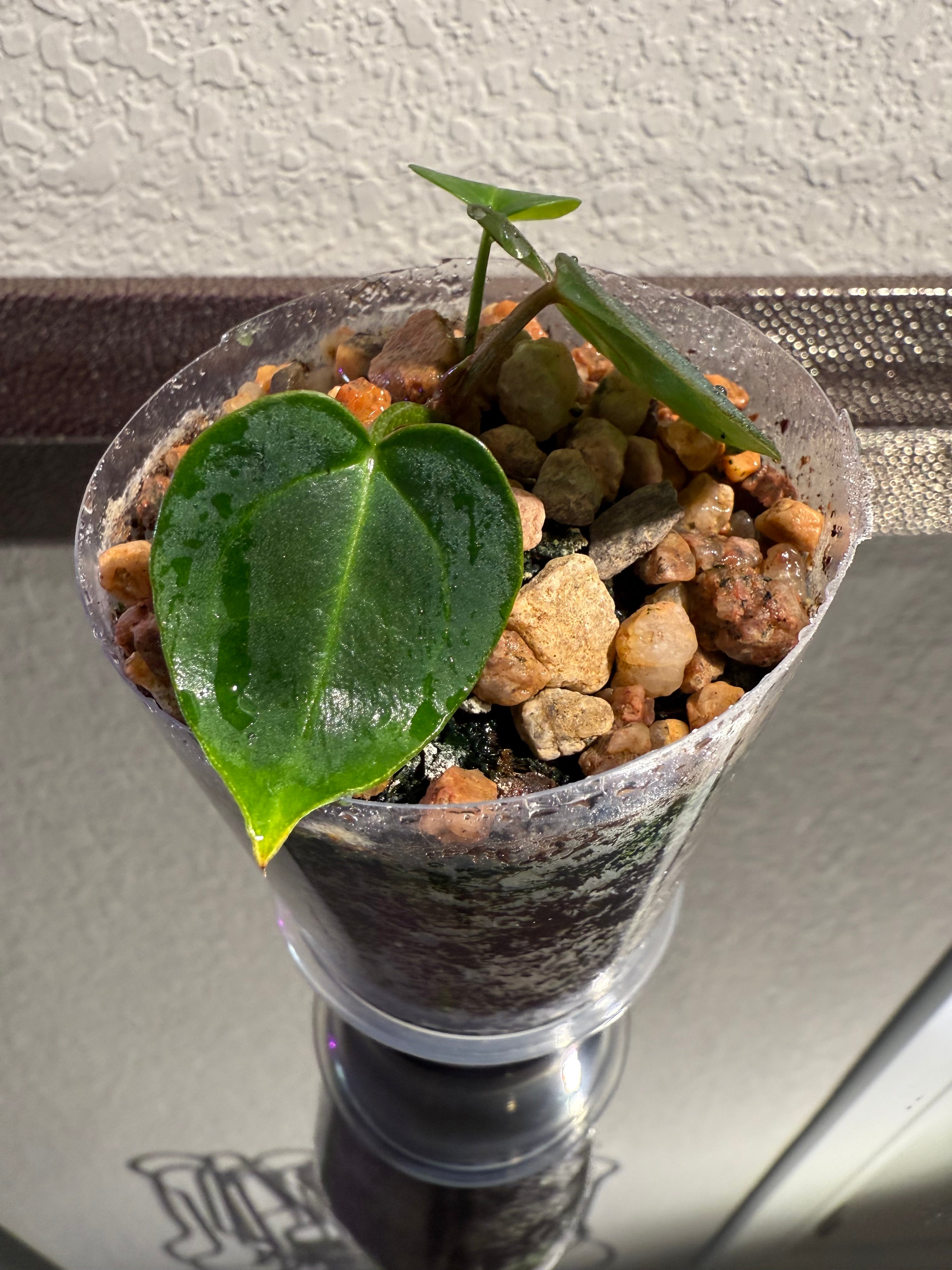 Anthurium NSE Red Crystal x Carlablackaie