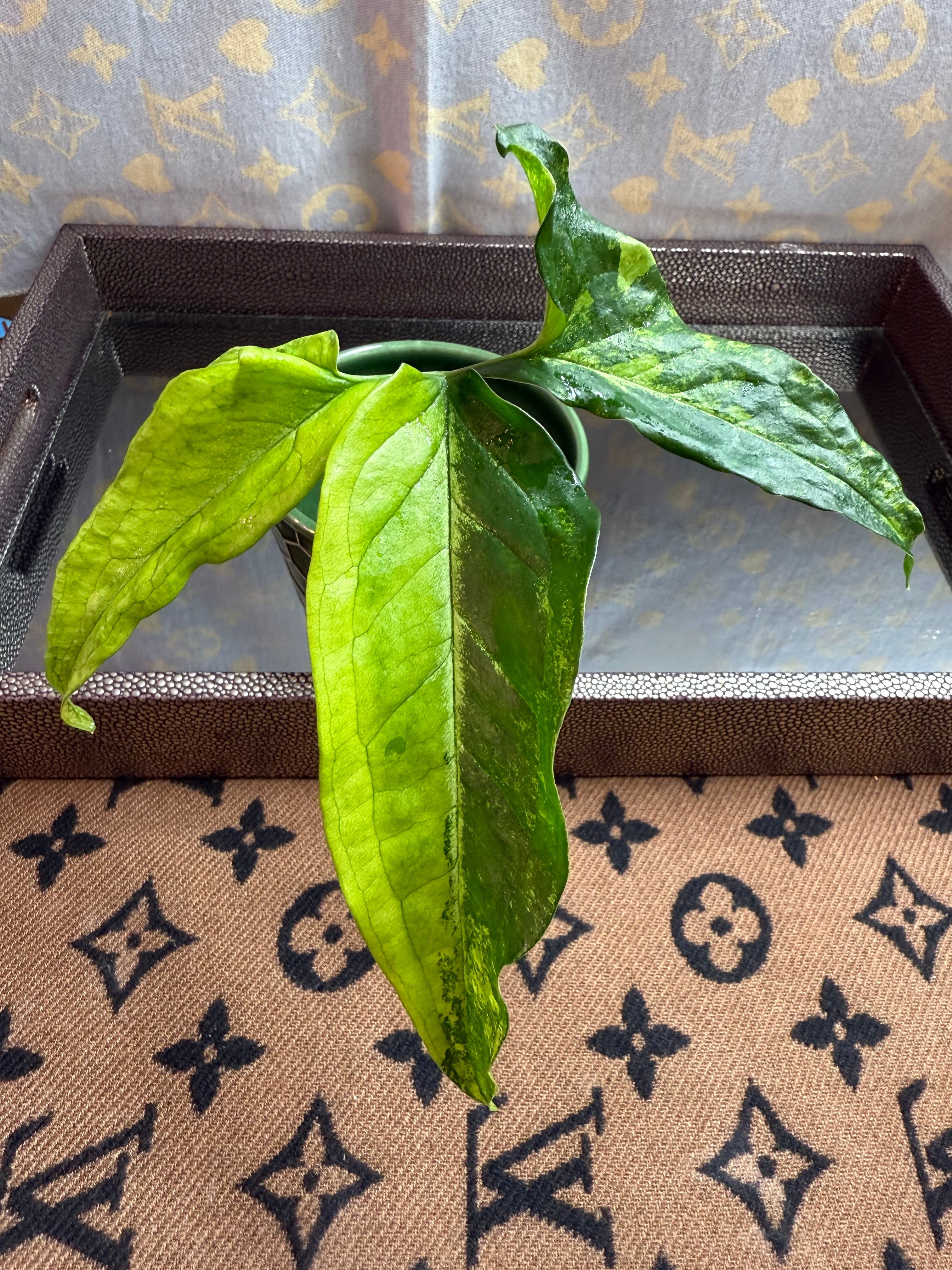 Syngonium Angustatum Variegated cutting