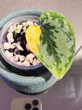 Scindapsus Apolaki Variegated