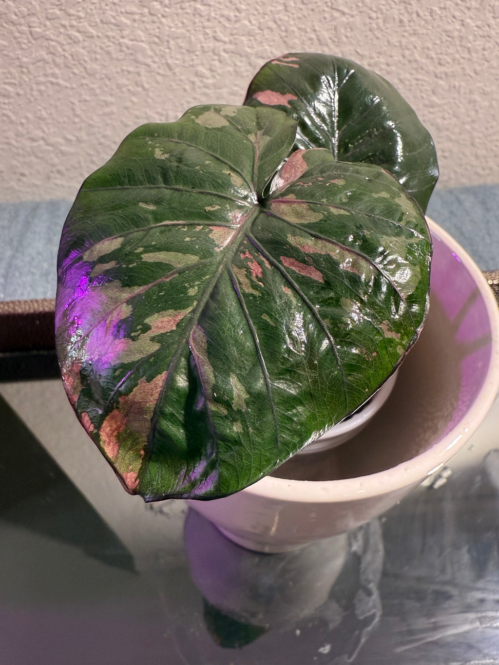 Alocasia Pink Serendipity
